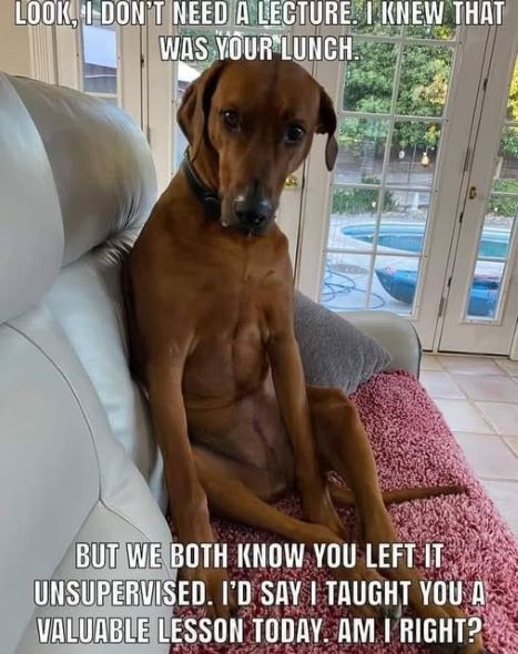 dog lunch lecture.jpg